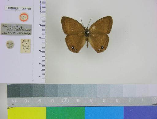 Euptychia variabilis Butler, 1867 - BMNH(E)_ 1204758_Yphthimoides_(Euptychia)_manasses_variabilis_Butler_T_male (1)
