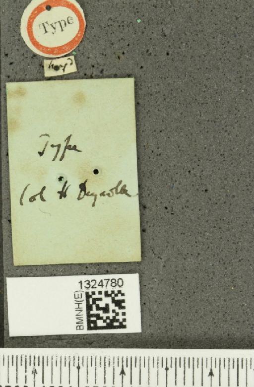 Paratriarius coccineus (Baly, 1865) - BMNHE_1324780_a_label_21778