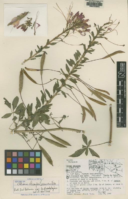 Cleome chapalaensis Iltis - BM000629040