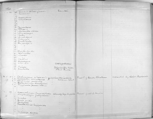 Mirafra nigricans - Zoology Accessions Register: Aves (Skins): 1880 -1884: page 2