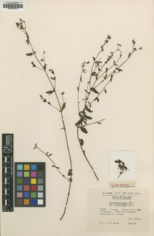 Hypericum petiolulatum subsp. yunnanense (Franch.) N.Robson - BM000946451