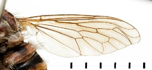 Empodiodes greatheadi Oldroyd - NHMUK010628725_Empodiodes_greatheadi_HT__male_wing