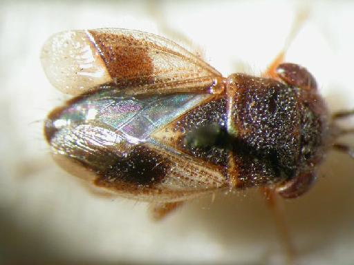 Geocoris kalighatus Distant - Hemiptera: Geocoris Kal