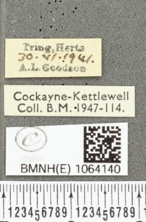Coenonympha pamphilus ab. partimtransformis Leeds, 1950 - BMNHE_1064140_label_25304