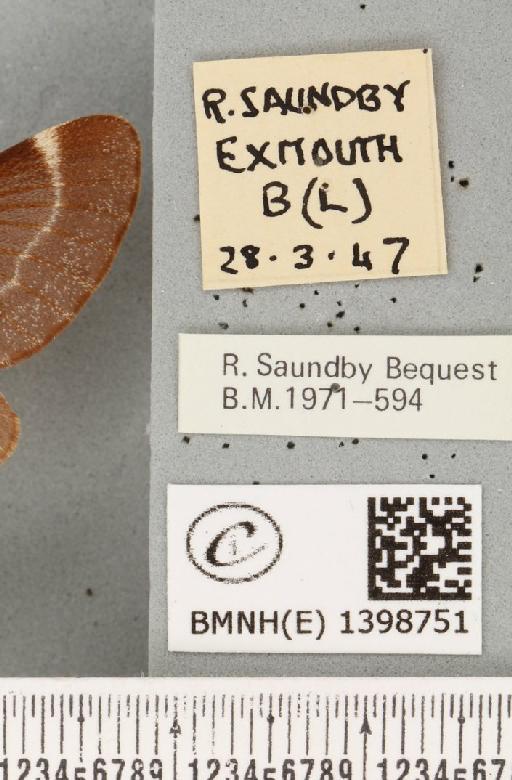 Eriogaster lanestris ab. obsoleta Tutt, 1900 - BMNHE_1398751_label_191676