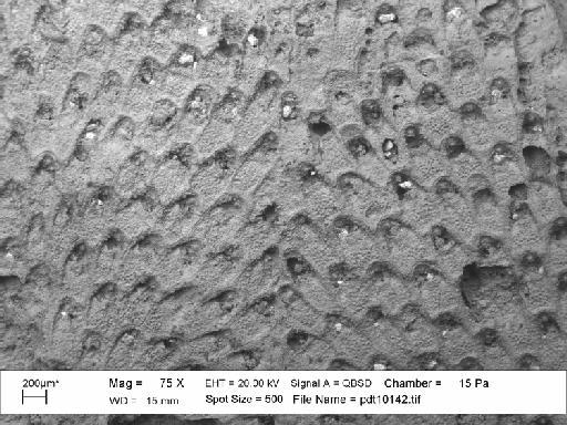 Trypostegidae Levinsen, 1909 - PI D 6535 - Labioporella