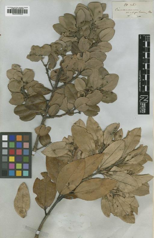 Cinnamomum ovalifolium Wight - BM000950929