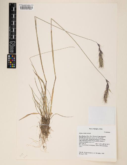 Elymus nutans Griseb. - 000063605