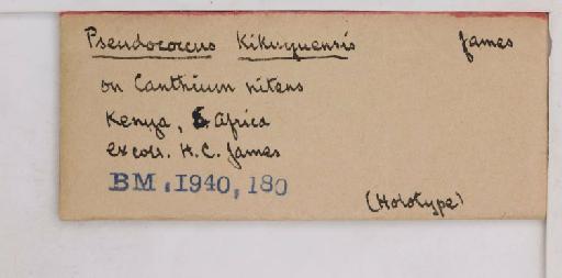 Pseudococcus kikuyuensis James, 1935 - 010715232_additional