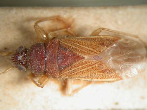 Remaudiereana flavipes Motschulsky - Hemiptera: Remaudiereana Fla