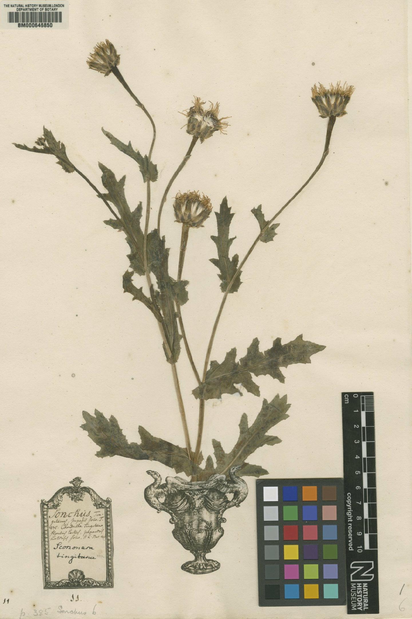 To NHMUK collection (Scorzonera tingitana L.; Original material; NHMUK:ecatalogue:4703334)