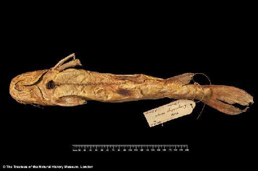 Chrysichthys sharpii Boulenger, 1901 - BMNH 1900.12.31.14, HOLOTYPE, Chrysichthys sharpii ventral