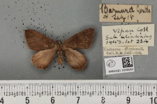 Macaria wauaria ab. v-nigraria Haworth, 1809 - BMNHE_1848682_422134