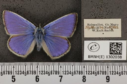 Polyommatus icarus mariscolore (Kane, 1893) - BMNHE_1302038_135824