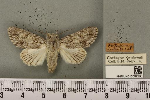 Acronicta aceris ab. intermedia Tutt, 1891 - NHMUK_010502280_560352