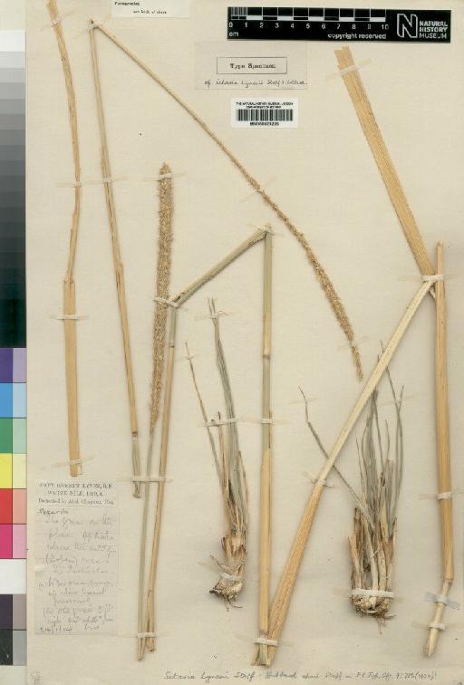 Setaria lynesii Stapf & C.E.Hubb. - BM000923220