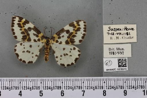 Abraxas grossulariata (Linnaeus, 1758) - BMNHE_1878540_437580