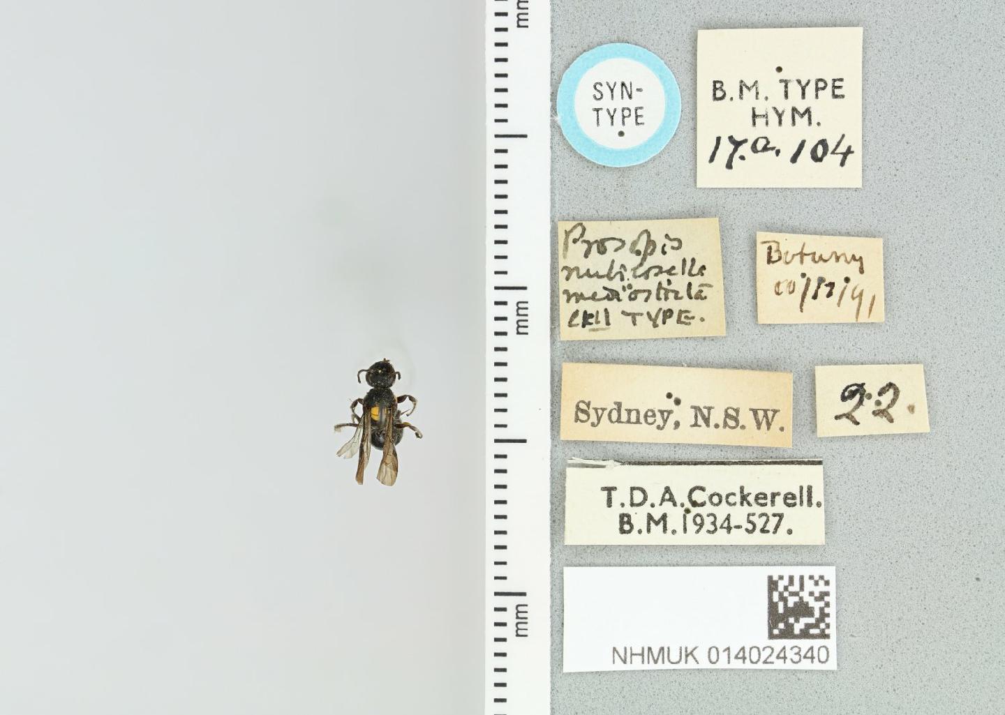 Amphylaeus