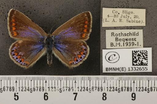 Polyommatus icarus mariscolore (Kane, 1893) - BMNHE_1332655_139915