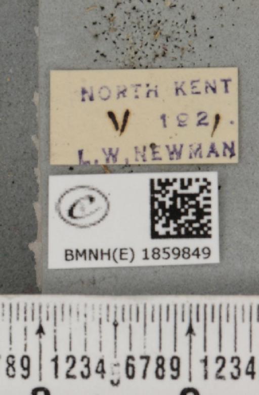 Pseudopanthera macularia (Linnaeus, 1758) - BMNHE_1859849_label_430186