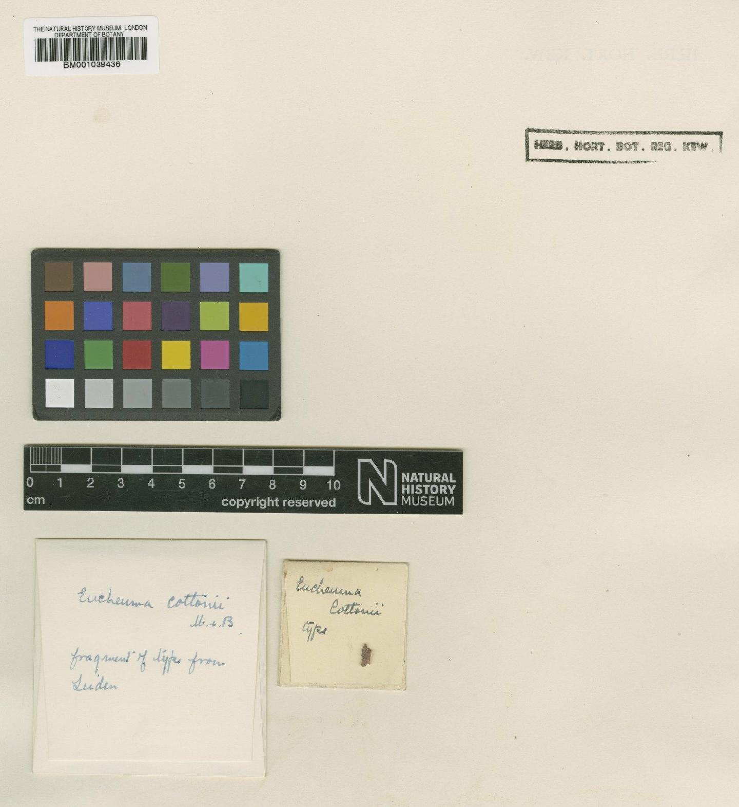 To NHMUK collection (Kappaphycus cottonii (Weber Bosse) Doty ex P.C.Silva; Type; NHMUK:ecatalogue:714942)