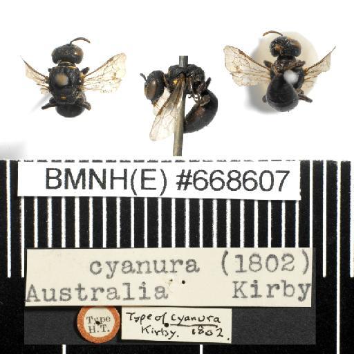 Melitta cyanura Kirby, 1802 - Melitta_cyanura-BMNH(E)#668607-type-habiti