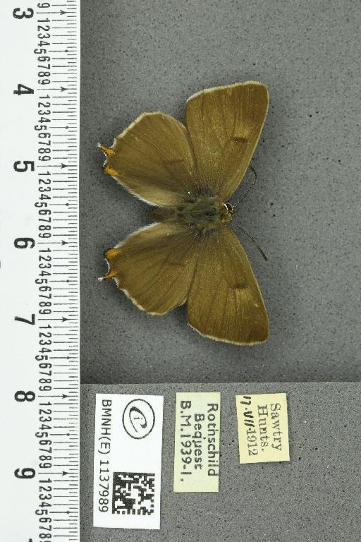 Thecla betulae ab. unicolor Tutt, 1907 - BMNHE_1137989_95145