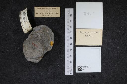 Ichthyosaurus De la Beche & Conybeare, 1821 - 010020497_L010040154_(2)