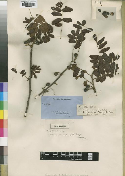 Commiphora mollis (Oliv.) Engl. - BM000843801