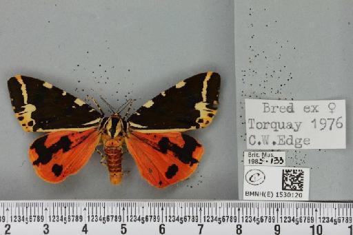 Euplagia quadripunctaria (Poda, 1761) - BMNHE_1530120_209014