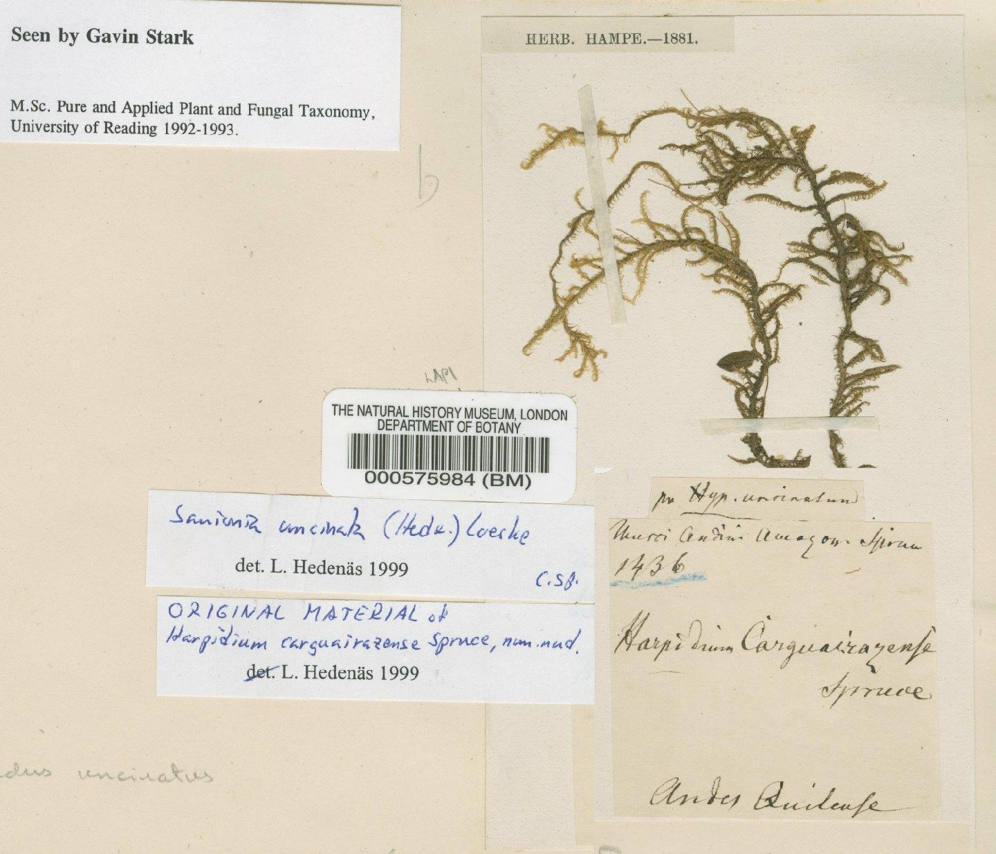 To NHMUK collection (Sanionia uncinata (Hedw.) Loeske; Original material; NHMUK:ecatalogue:4668918)