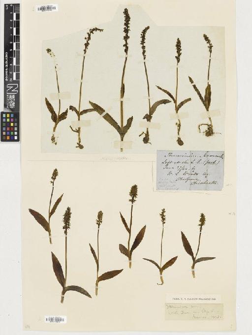 Herminium monorchis (L.) R.Br. - BM001080570