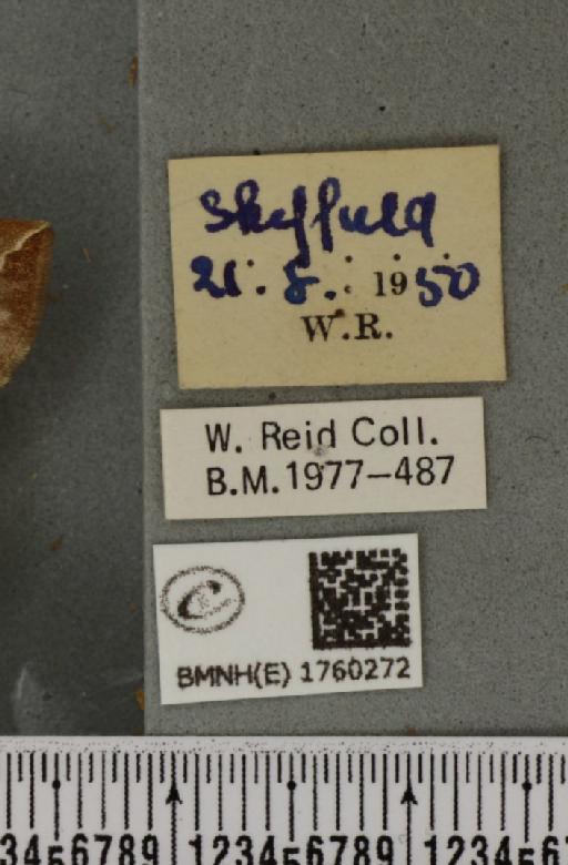 Eulithis testata (Linnaeus, 1761) - BMNHE_1760272_label_343021