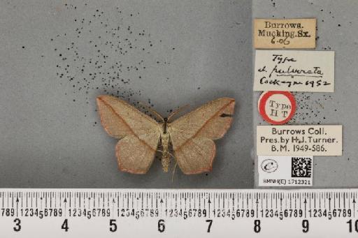 Timandra comae ab. pulverata Cockayne, 1952 - BMNHE_1712321_272481