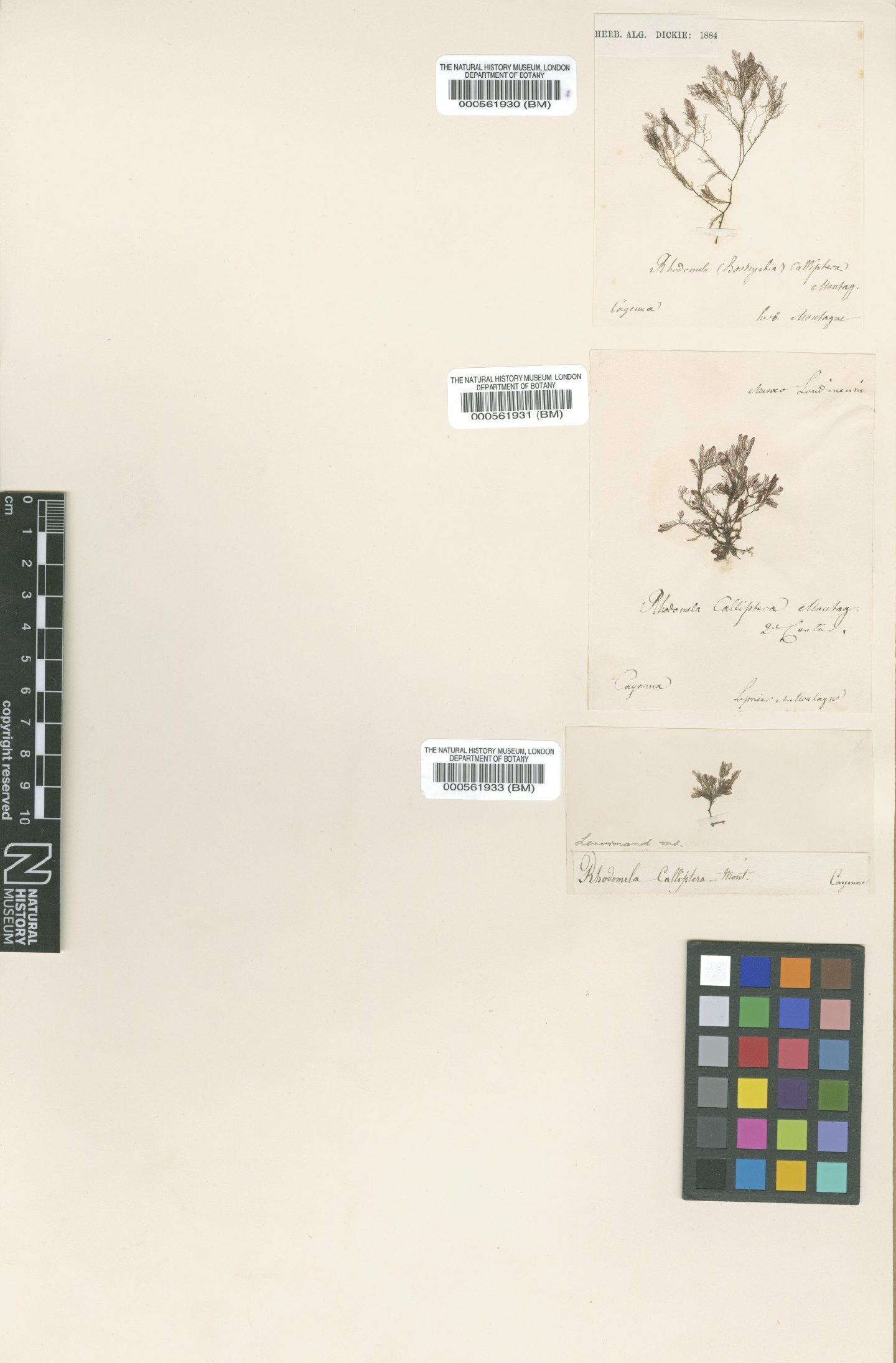 To NHMUK collection (Bostrychia calliptera (Mont.) Mont.; Syntype; NHMUK:ecatalogue:4834170)