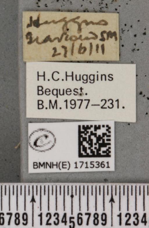 Scopula emutaria (Hübner, 1809) - BMNHE_1715361_label_271941