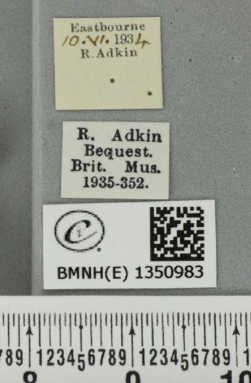 Korscheltellus lupulina (Linnaeus, 1758) - BMNHE_1350983_label_186377