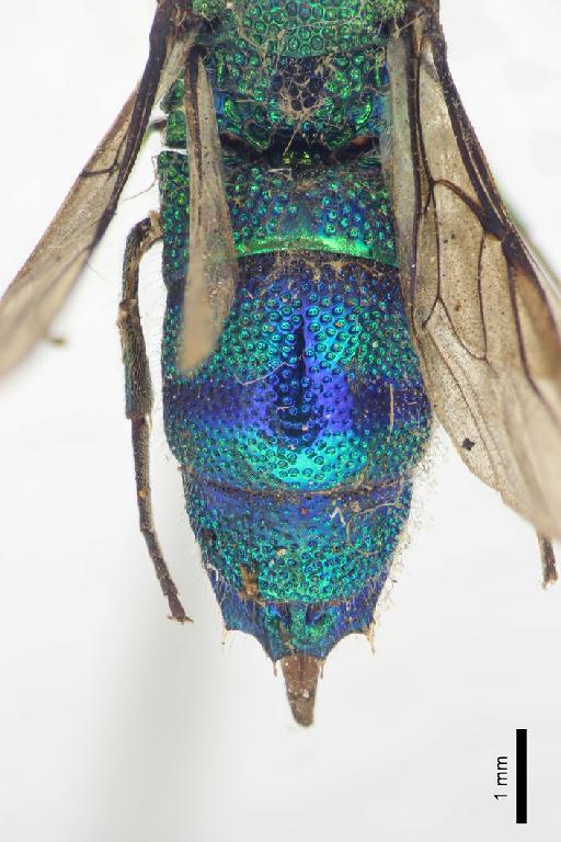 Chrysis panamensis Cameron, P., 1888 - Chrysis_panamensis-BMNH(E)#970908_type-metasoma_dorsal-1_6X