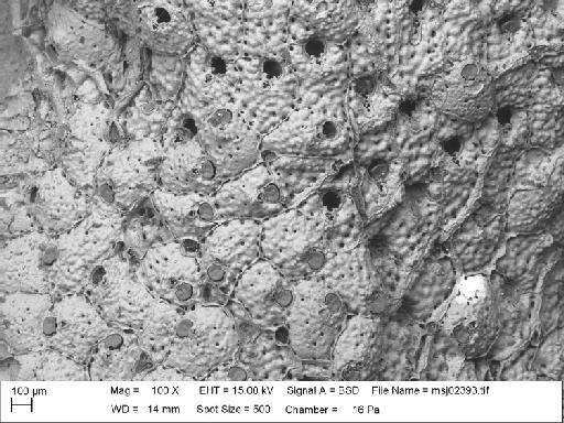 Schizomavella cuspidata (Hincks, 1880) - Schizomavella_cuspidata_msj02393