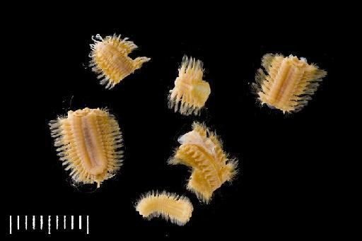 Lagisca magellanica McIntosh, 1885 - Polychaete type specimen 85.12.1.74 view 2