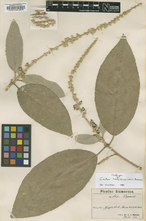 Croton hutchinsonianus Hosseus - BM000574938