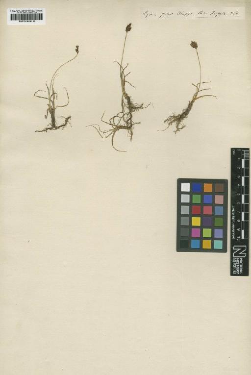 Carex foetida All. - BM000959138