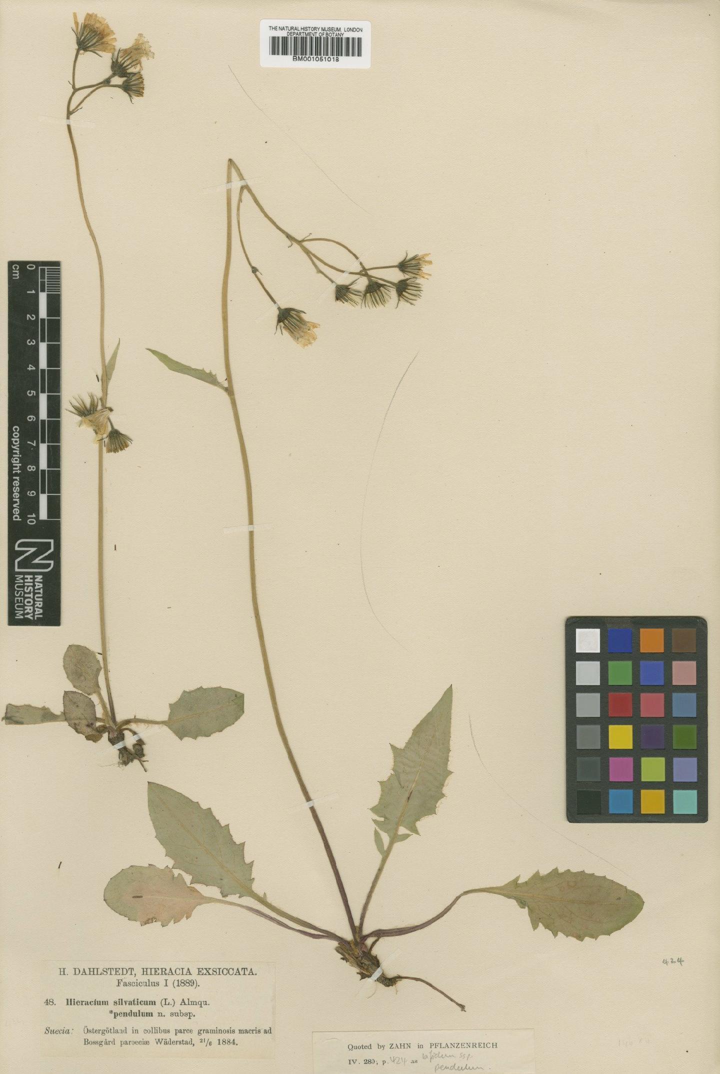 To NHMUK collection (Hieracium bifidum subsp. pendulum (Dahlst.) Zahn; TYPE; NHMUK:ecatalogue:2414734)