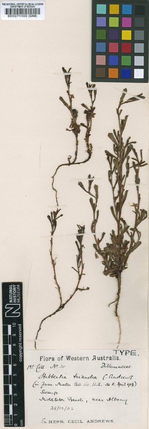 Hibbertia triandra C.R.P.Andrews - BM000574406