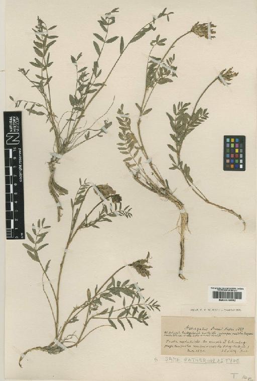 Astragalus onobrychis L. - BM000750992