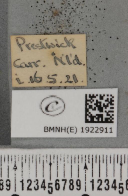 Ematurga atomaria (Linnaeus, 1758) - BMNHE_1922911_label_487496