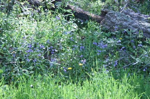 Hyacinthoides hispanica (Mill.) Rothm. - BB-190_population