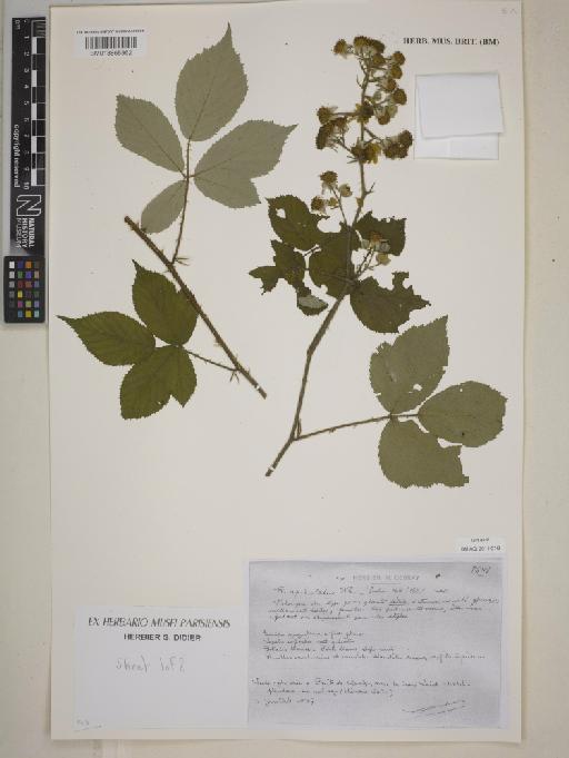 Rubus apiculatus Weihe & Nees - BM013865862