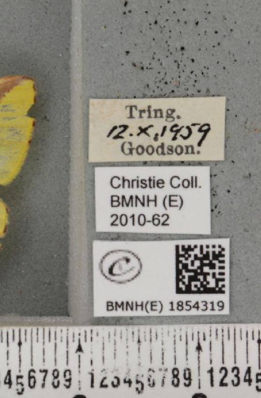Opisthograptis luteolata (Linnaeus, 1758) - BMNHE_1854319_label_428254