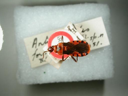 Antiopuloides formosus Miller, N.C.E., 1952 - Hemiptera: Antiopuloi Formosus Ht2